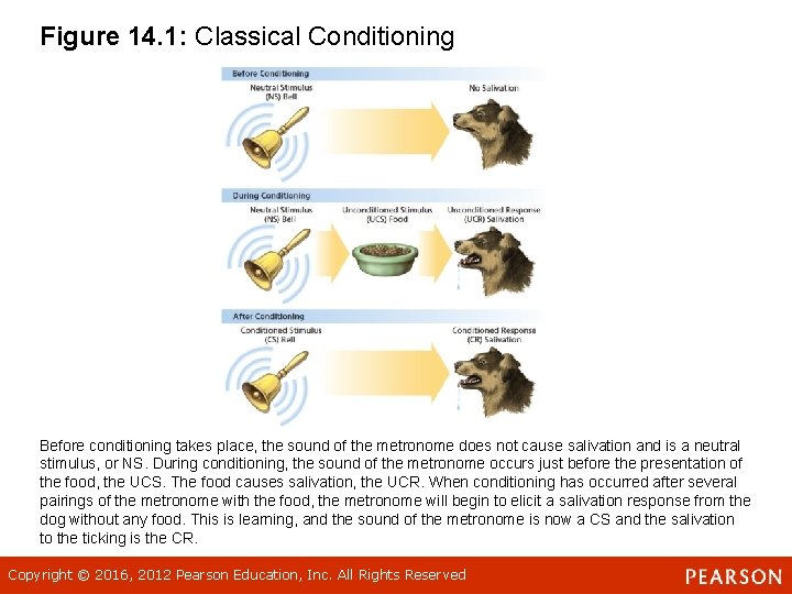Figure 14. 1: Classical Conditioning Before conditioning takes place, the sound of the metronome
