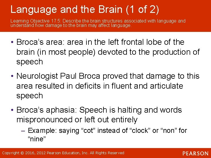 Language and the Brain (1 of 2) Learning Objective 17. 5: Describe the brain