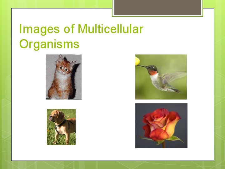 Images of Multicellular Organisms 