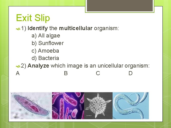 Exit Slip 1) Identify the multicellular organism: a) All algae b) Sunflower c) Amoeba