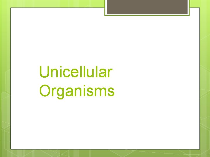 Unicellular Organisms 