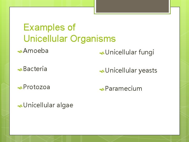 Examples of Unicellular Organisms Amoeba Unicellular fungi Bacteria Unicellular yeasts Protozoa Paramecium Unicellular algae