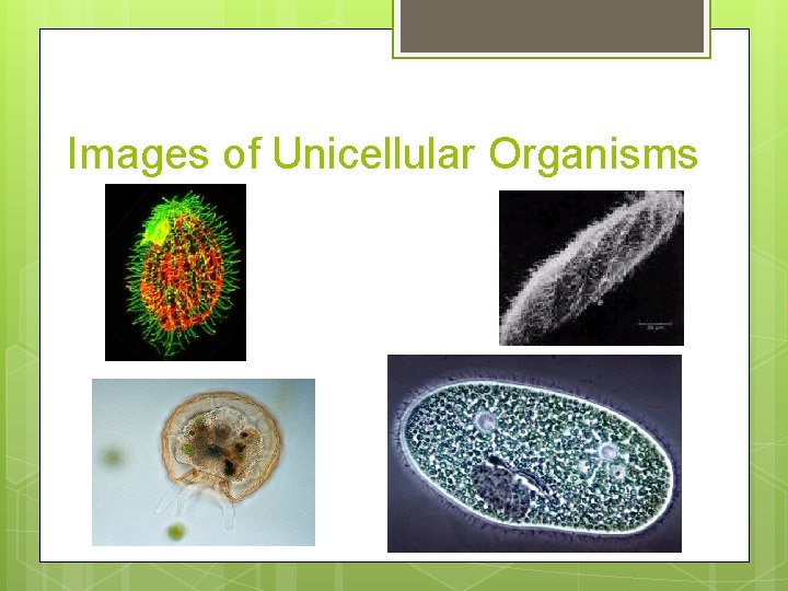 Images of Unicellular Organisms 