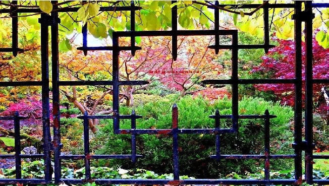 Jardin japonais dans le parc. 