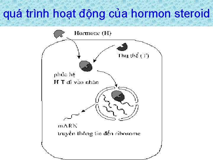 quá trình hoạt động của hormon steroid 