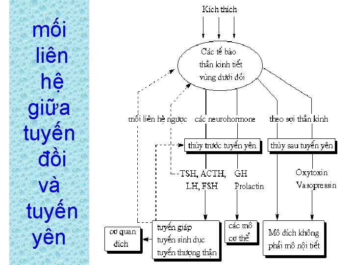 mối liên hệ giữa tuyến đồi và tuyến yên 