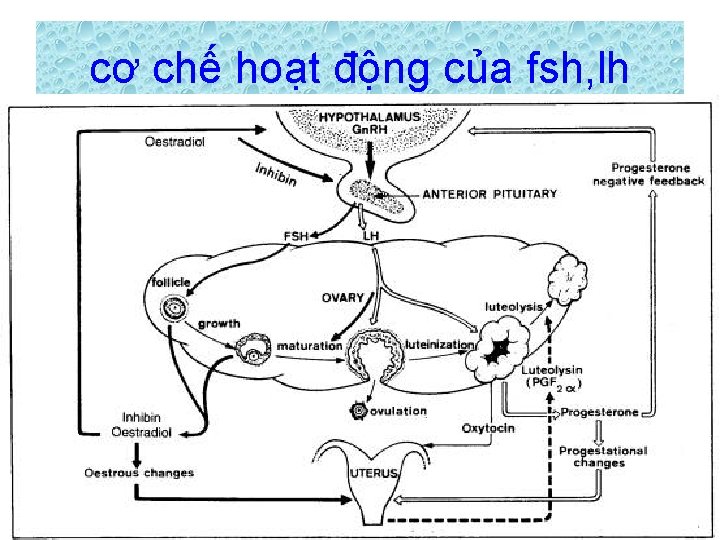 cơ chế hoạt động của fsh, lh 