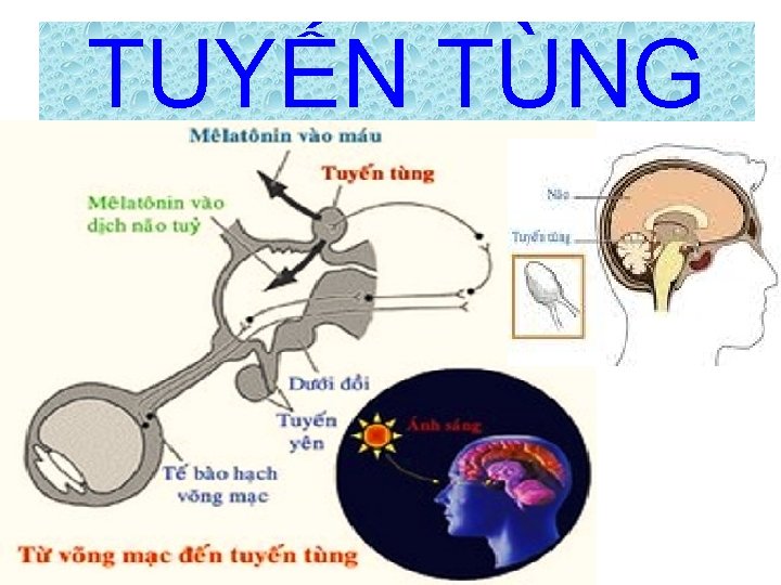 TUYẾN TÙNG 