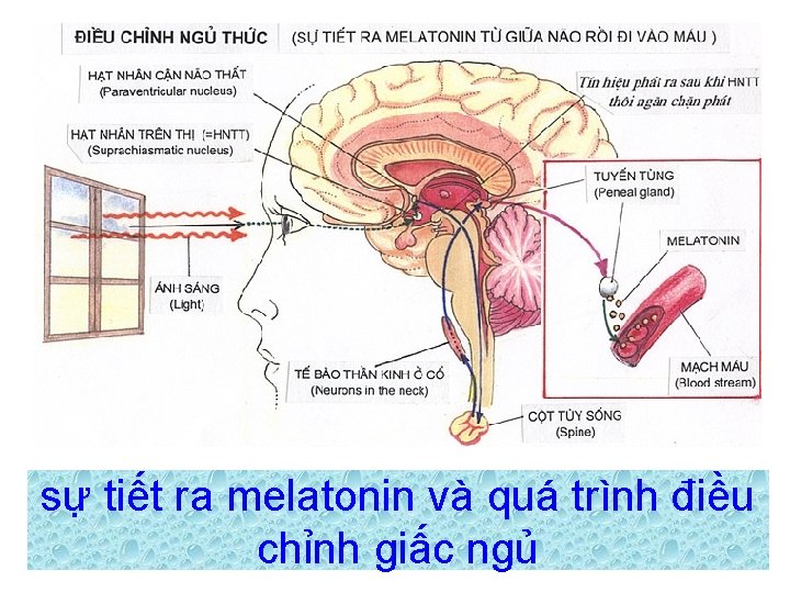 sự tiết ra melatonin và quá trình điều chỉnh giấc ngủ 