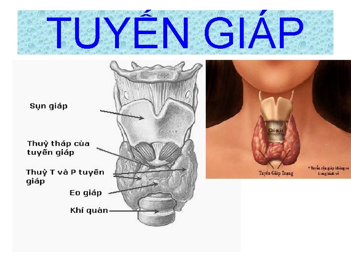 TUYẾN GIÁP 