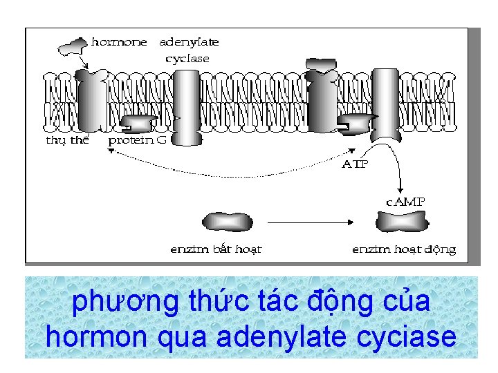 phương thức tác động của hormon qua adenylate cyciase 