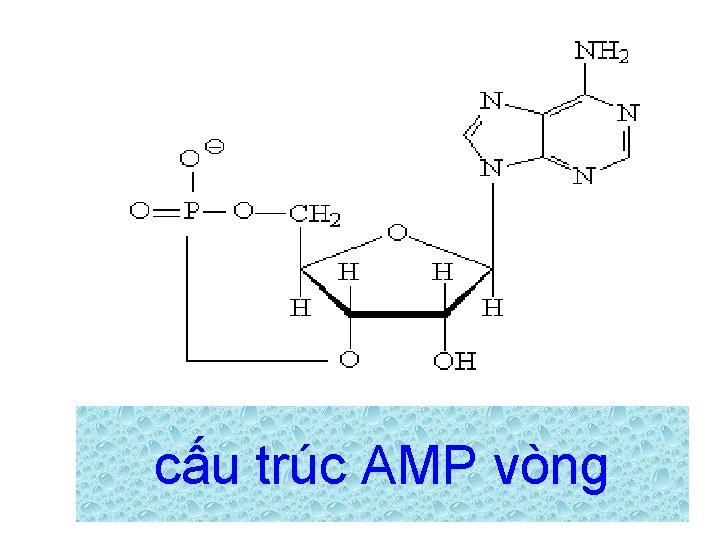 cấu trúc AMP vòng 