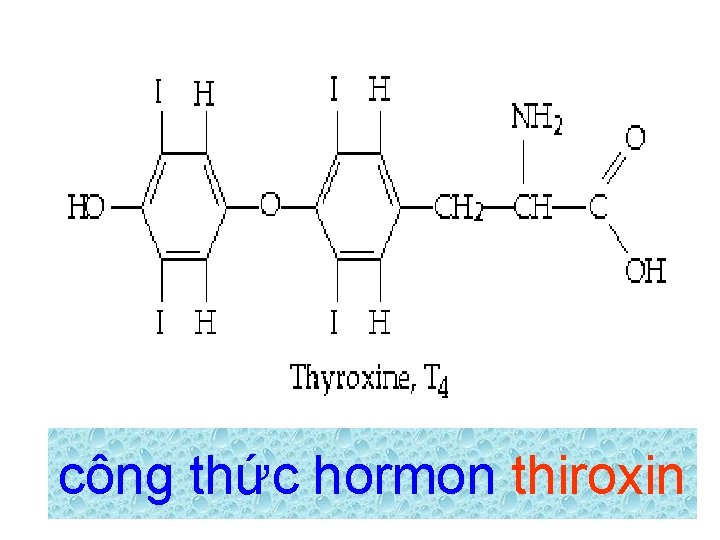 công thức hormon thiroxin 