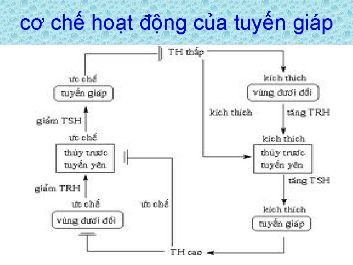 cơ chế hoạt động của tuyến giáp 