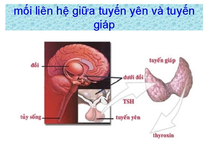 mối liên hệ giữa tuyến yên và tuyến giáp 