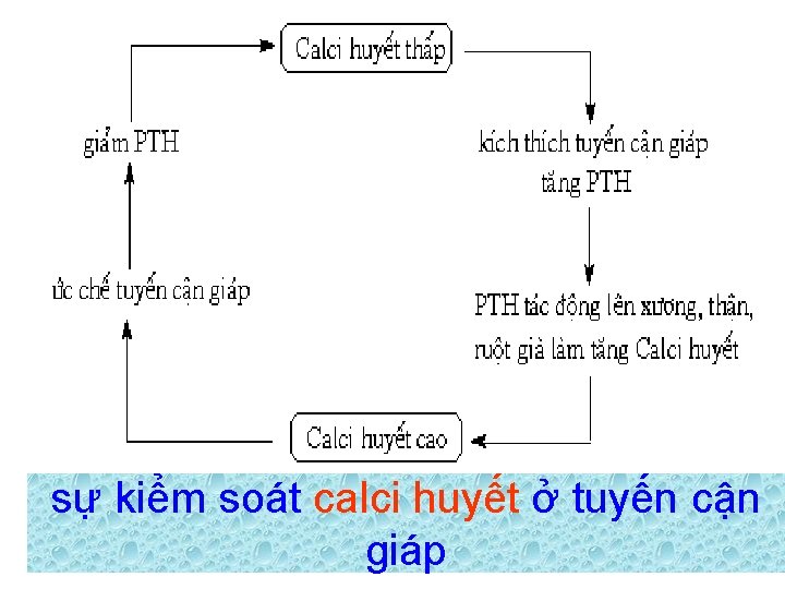 sự kiểm soát calci huyết ở tuyến cận giáp 