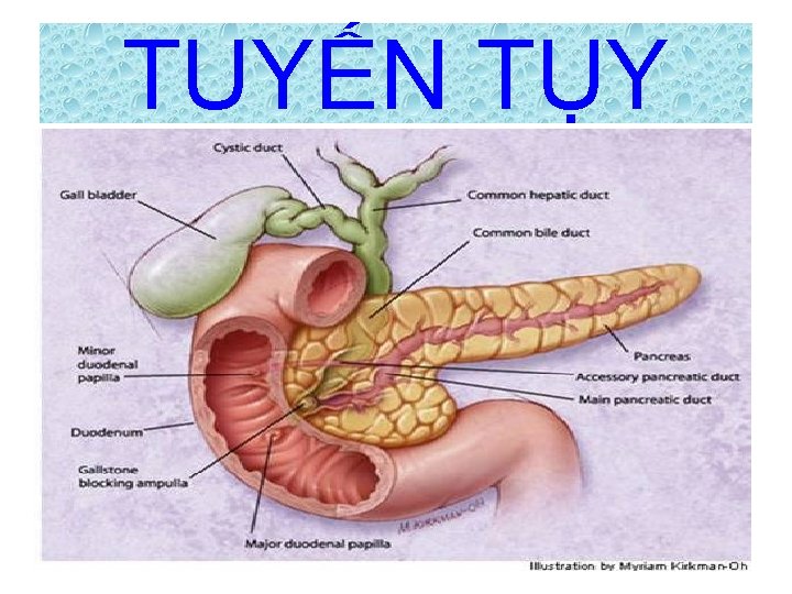 TUYẾN TỤY 