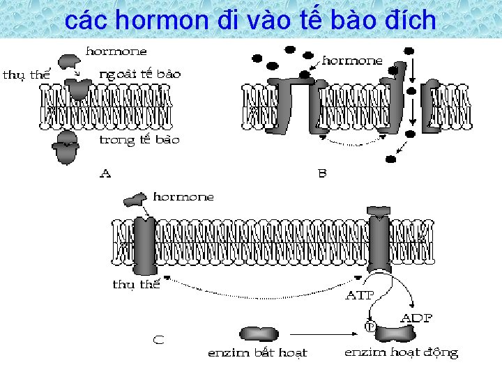 các hormon đi vào tế bào đích 