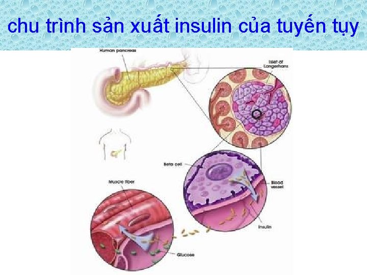 chu trình sản xuất insulin của tuyến tụy 