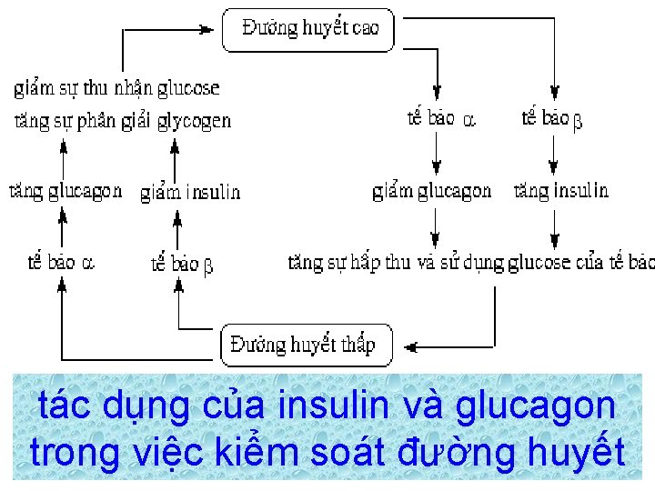 tác dụng của insulin và glucagon trong việc kiểm soát đường huyết 