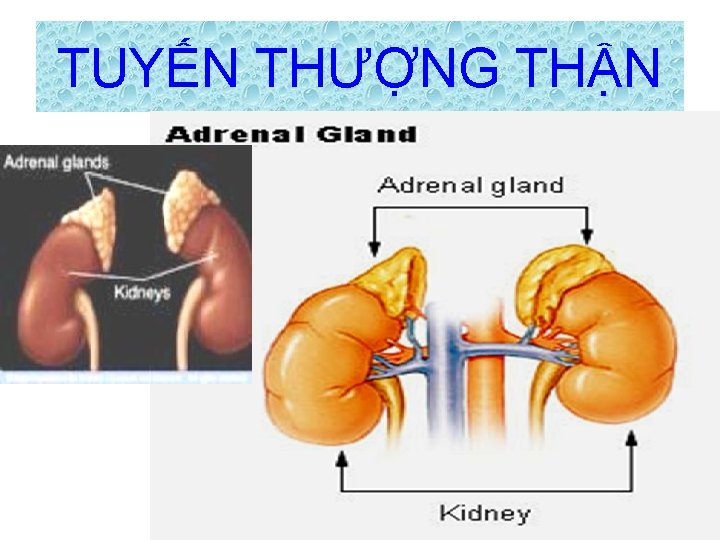 TUYẾN THƯỢNG THẬN 