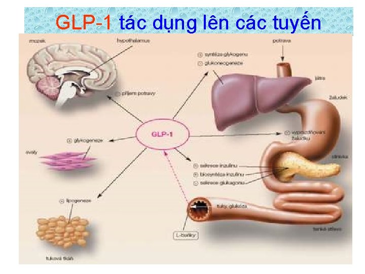 GLP-1 tác dụng lên các tuyến 