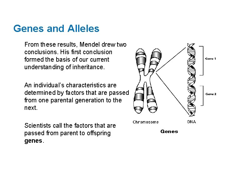 Genes and Alleles From these results, Mendel drew two conclusions. His first conclusion formed