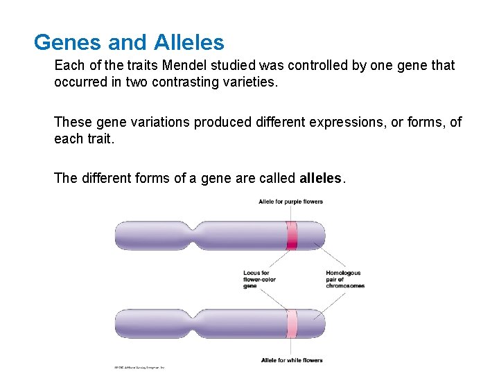 Genes and Alleles Each of the traits Mendel studied was controlled by one gene