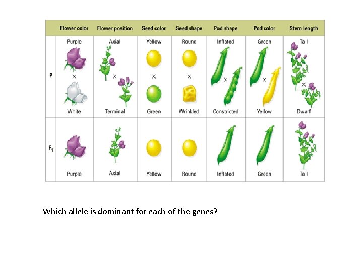 Which allele is dominant for each of the genes? 