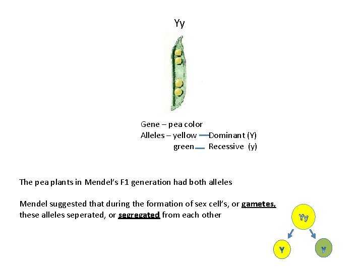 Yy Gene – pea color Alleles – yellow Dominant (Y) green Recessive (y) The