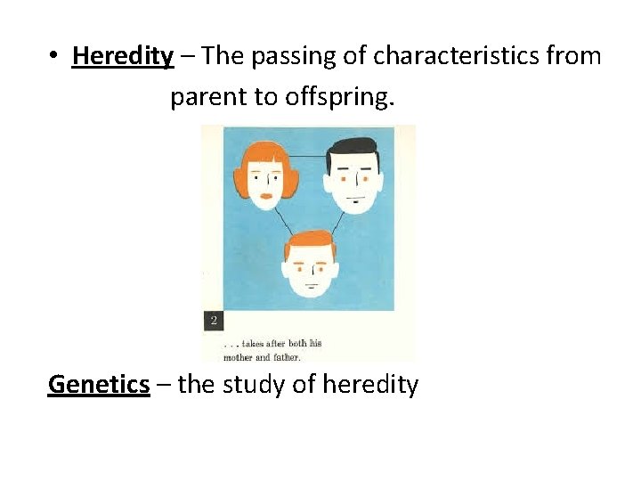  • Heredity – The passing of characteristics from parent to offspring. Genetics –