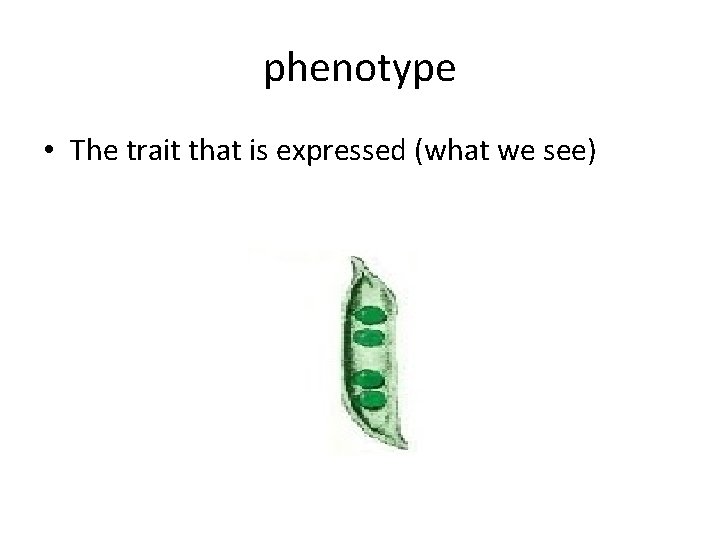 phenotype • The trait that is expressed (what we see) 