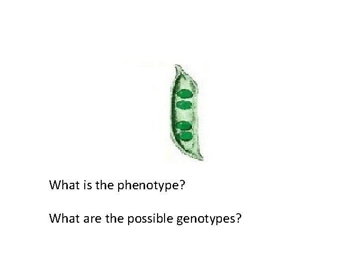 What is the phenotype? What are the possible genotypes? 