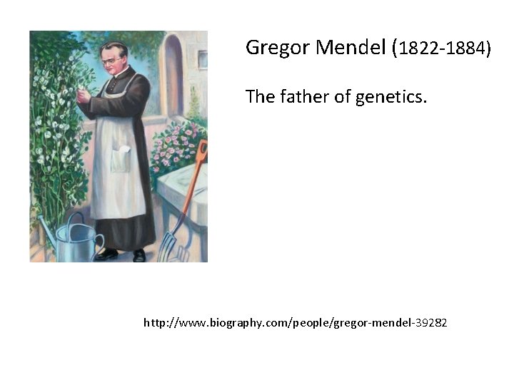 Gregor Mendel (1822 -1884) The father of genetics. http: //www. biography. com/people/gregor-mendel-39282 