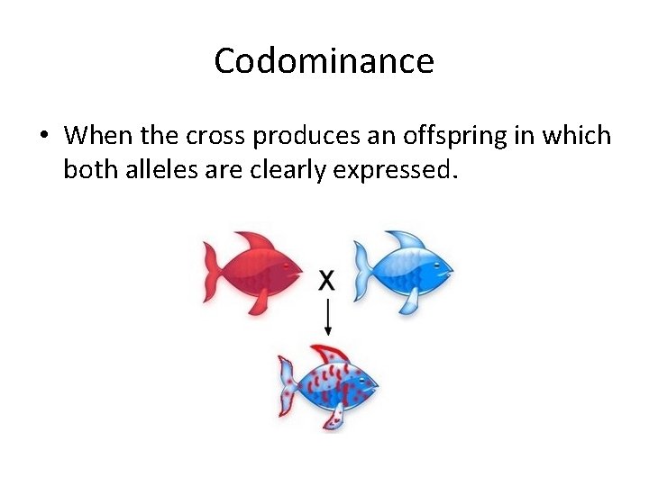 Codominance • When the cross produces an offspring in which both alleles are clearly Codominance • When the cross produces an offspring in which both alleles are clearly
