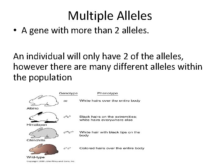 Multiple Alleles • A gene with more than 2 alleles. An individual will only