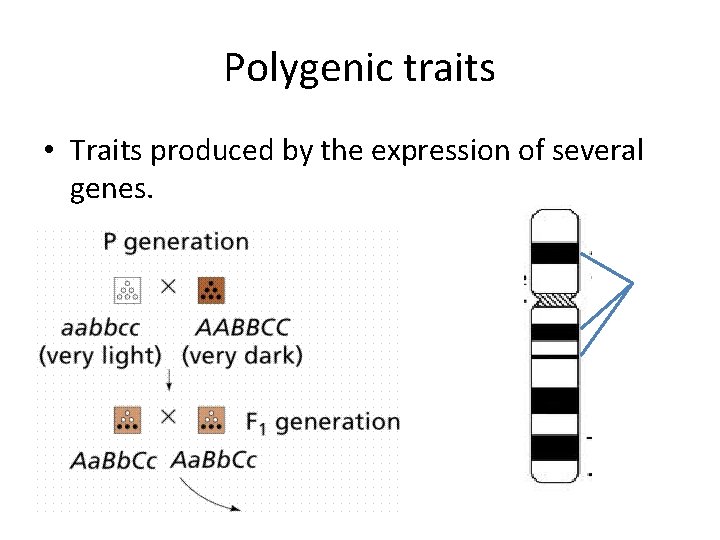 Polygenic traits • Traits produced by the expression of several genes. 