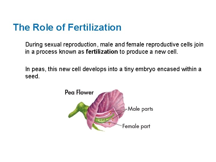 The Role of Fertilization During sexual reproduction, male and female reproductive cells join in The Role of Fertilization During sexual reproduction, male and female reproductive cells join in