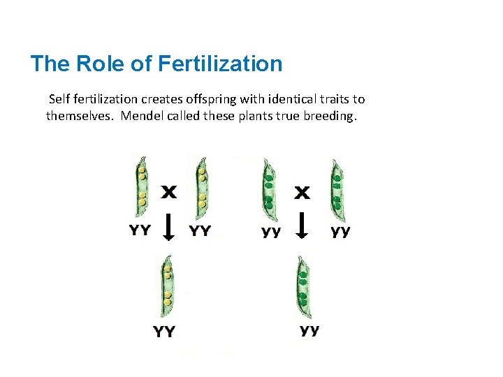 The Role of Fertilization Self fertilization creates offspring with identical traits to themselves. Mendel