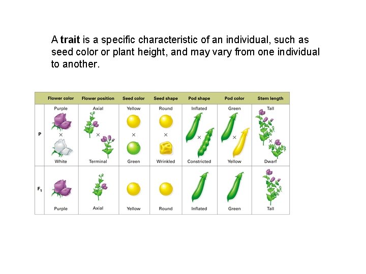 A trait is a specific characteristic of an individual, such as seed color or