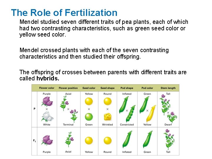 The Role of Fertilization Mendel studied seven different traits of pea plants, each of