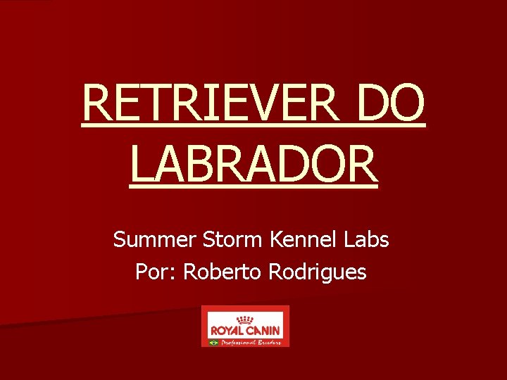 RETRIEVER DO LABRADOR Summer Storm Kennel Labs Por: Roberto Rodrigues 