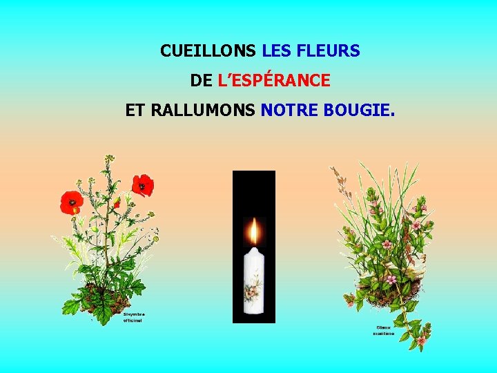 CUEILLONS LES FLEURS DE L’ESPÉRANCE ET RALLUMONS NOTRE BOUGIE. . . 