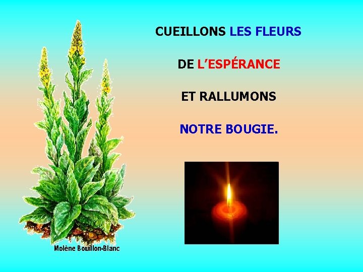 CUEILLONS LES FLEURS DE L’ESPÉRANCE ET RALLUMONS. NOTRE BOUGIE. . 