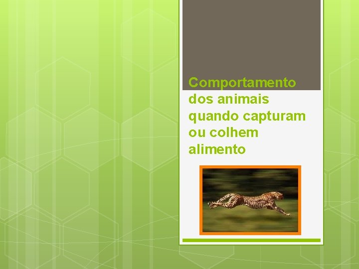 Comportamento dos animais quando capturam ou colhem alimento 