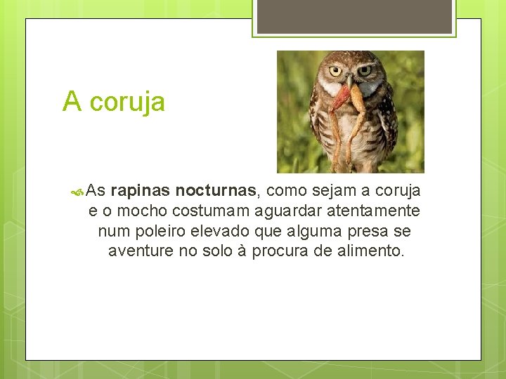 A coruja As rapinas nocturnas, como sejam a coruja e o mocho costumam aguardar