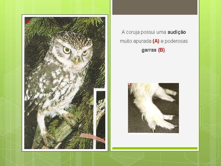 A A coruja possui uma audição muito apurada (A) e poderosas garras (B). A A coruja possui uma audição muito apurada (A) e poderosas garras (B).