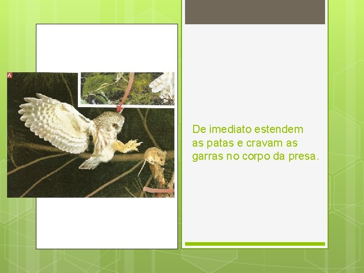 De imediato estendem as patas e cravam as garras no corpo da presa. De imediato estendem as patas e cravam as garras no corpo da presa.