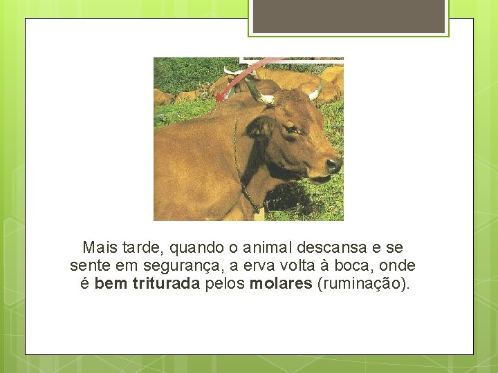 Mais tarde, quando o animal descansa e se sente em segurança, a erva volta Mais tarde, quando o animal descansa e se sente em segurança, a erva volta