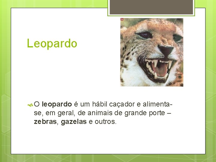 Leopardo O leopardo é um hábil caçador e alimentase, em geral, de animais de Leopardo O leopardo é um hábil caçador e alimentase, em geral, de animais de